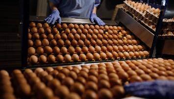 «Агрокомплекс» увеличил производство товарного яйца на 9%