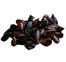 Мидия черноморская (живая)
